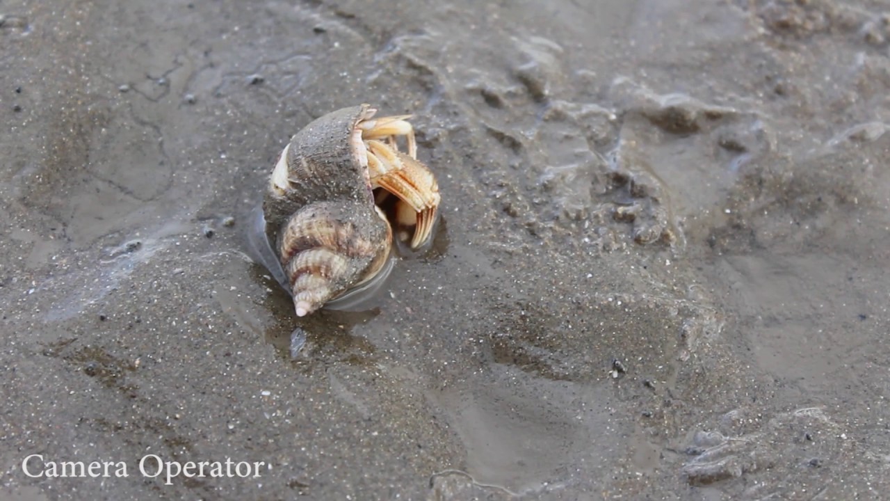 Hazel Griffiths - Camera Operator/SFX Makeup Artist Show Reel (2017)