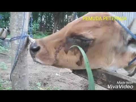 Video Cara Mengusir Lalat Pada Badan Sapi Terupdate Video Cara Mengusir Lalat Pada Badan Sapi Terupdate