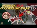 10 Datos Sobre La "Hormiga Roja Cosechadora".