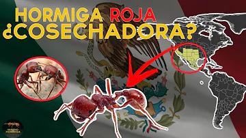 ¿Son venenosas las hormigas rojas?