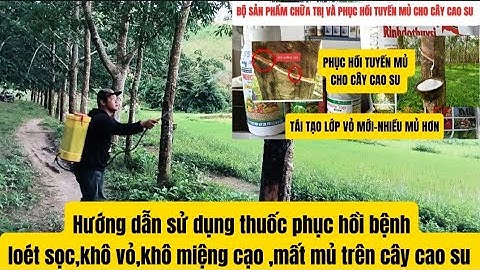 Đã có thuốc đặc trị bệnh khô miệng cạo,mất mủ trên cây cao su | Vtnn Khá Sang 