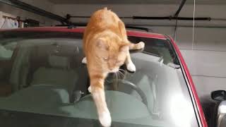 Cat Sliding Down Car by The Cat Who Knows Words 147 views 3 years ago 19 seconds