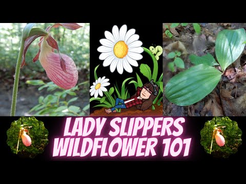 วีดีโอ: กล้วยไม้รองเท้าป่า - Growing A Lady Slipper Wildflower