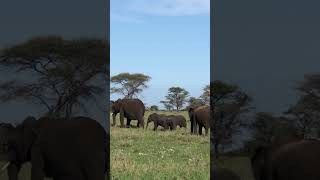 Beautiful herd of elephants tarangire np africa africa beautiful animals travel viral vlog 