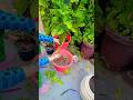 🌱Syngonium Plant propagation#gardenplants #motivation #shayari 🪴👌😍🤗🤷‍♀️🙏