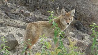 Wild animals, like people, love to get busy in springtime