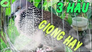 Cu gáy giọng Đồng 3 hậu kích bổi nhanh nổi/tiếng cu gáy kích bổi cực nhạy