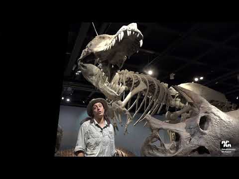 Video: Forskare Tror Att De Har Hittat Rester Av En Ny Art Av Dinosaurier I Sibirien - Alternativ Vy