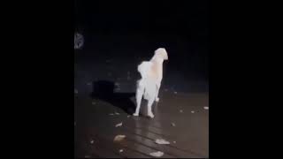 Perro que se cree AK-47