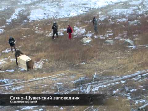 Снежный барс в Саяно-Шушенском заповеднике
