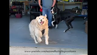 Funny Great Dane Doesn't Want Golden Retriever Buddy To Go Home To Canada