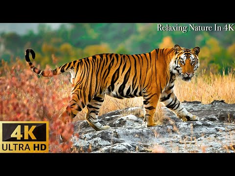 Animals Of The World 4K: Asian tiger, ... - Scenic Wildlife Film With Calming Music