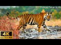 Animals Of The World 4K: Asian tiger, ... - Scenic Wildlife Film With Calming Music