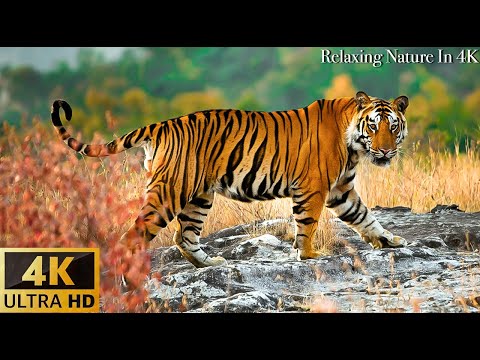 Animals Of The World Asian tiger Scenic Wildlife Film With Calming Music