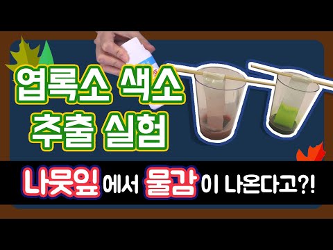 [아신나TV 과학] 엽록소 색소 추출 실험 | 나뭇잎 물감 찾기! | #어린이과학 #실험 | 키출판사