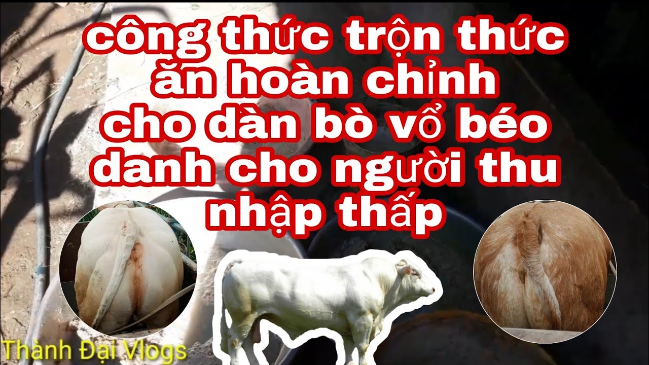 Nuoi bo vo beo|bo BBB|bo phap kem f2|công thức hoàn... - youtube