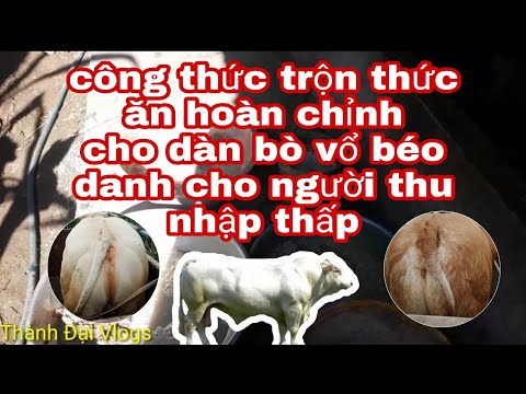 Video Nuoi bo vo beo|bo BBB|bo phap kem f2|công thức hoàn... - youtube