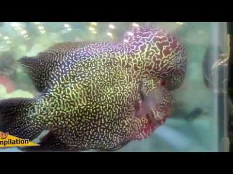 Beautiful Fish in Aquarium  louhan  Competition YouTube