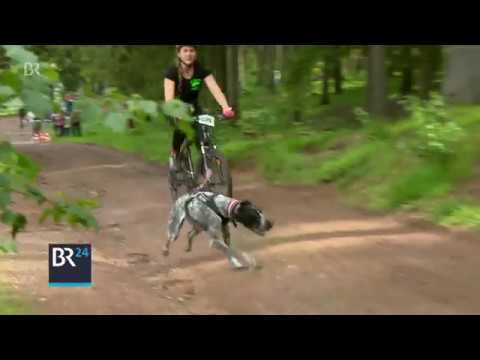 Video: Wie Sie mit Ihrem Hund Fahrrad fahren - egal welche Größe!