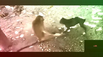 Ghetto monkey steals dogs food but vocoded