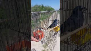 Reina Mora Buena Buena. Apodada La Globo