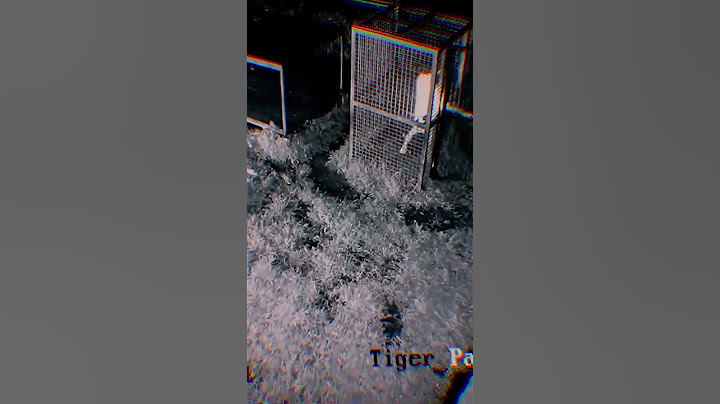 Detik-detik alshad hampir diterkam ehsan waktu keluar dari tiger cage !