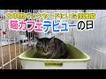 2年間バックヤードにいた保護猫がカフェデビューした日