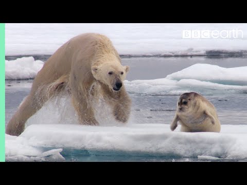 Orso polare affamato fa un'imboscata alla foca | The Hunt | BBC Earth