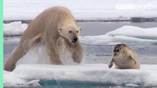 Hungry Polar Bear Ambushes Seal | The Hunt | BBC Earth screenshot 5