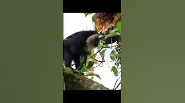 lion tailed macaque #singalika#animals #wildlife #monkey @AnimalslifeNature1