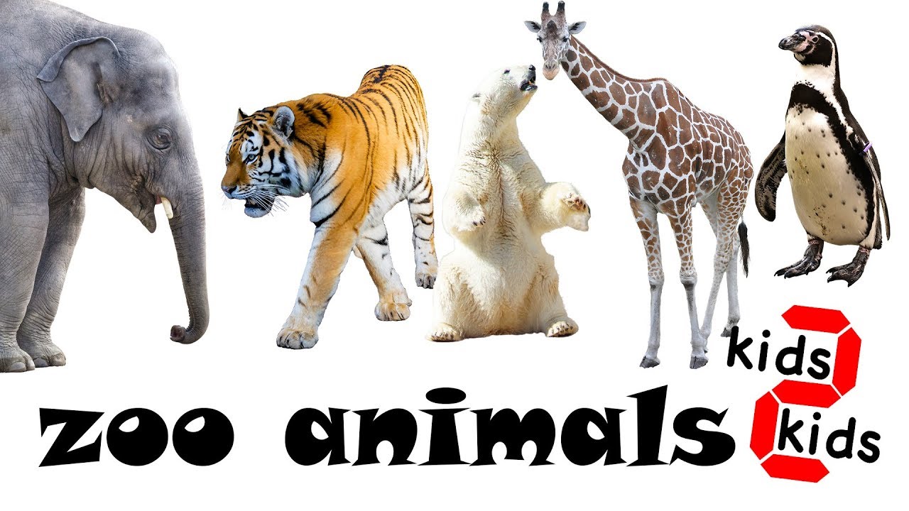 learn the names of zoo animals with kids 2 kids, lær dyrenes navne på