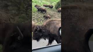 Bison Love Chaos Hilarious Mating Season Traffic Jam