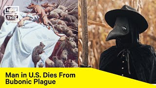 How To Avoid Contracting The Bubonic Plague
