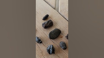 Fossilized Shark Teeth and Crab Claw