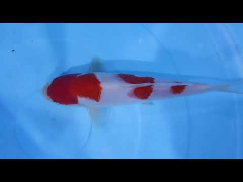 GK-3477 - Kohaku - Dainichi
Size: 24cm