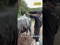 【牛シャンプー】品評会に向けて綺麗にしました