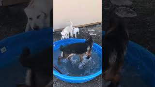 Water puppies! by Sun Village Animal Rescue 911 views 10 months ago 1 minute, 18 seconds