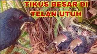 BEGINI CARA ANAKAN BURUNG BUT BUT MENELAN UTUH TIKUS BESAR