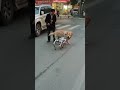 🤖🐕A shocking fat baby Labrado meets #robotdog #cute #shorts #viral