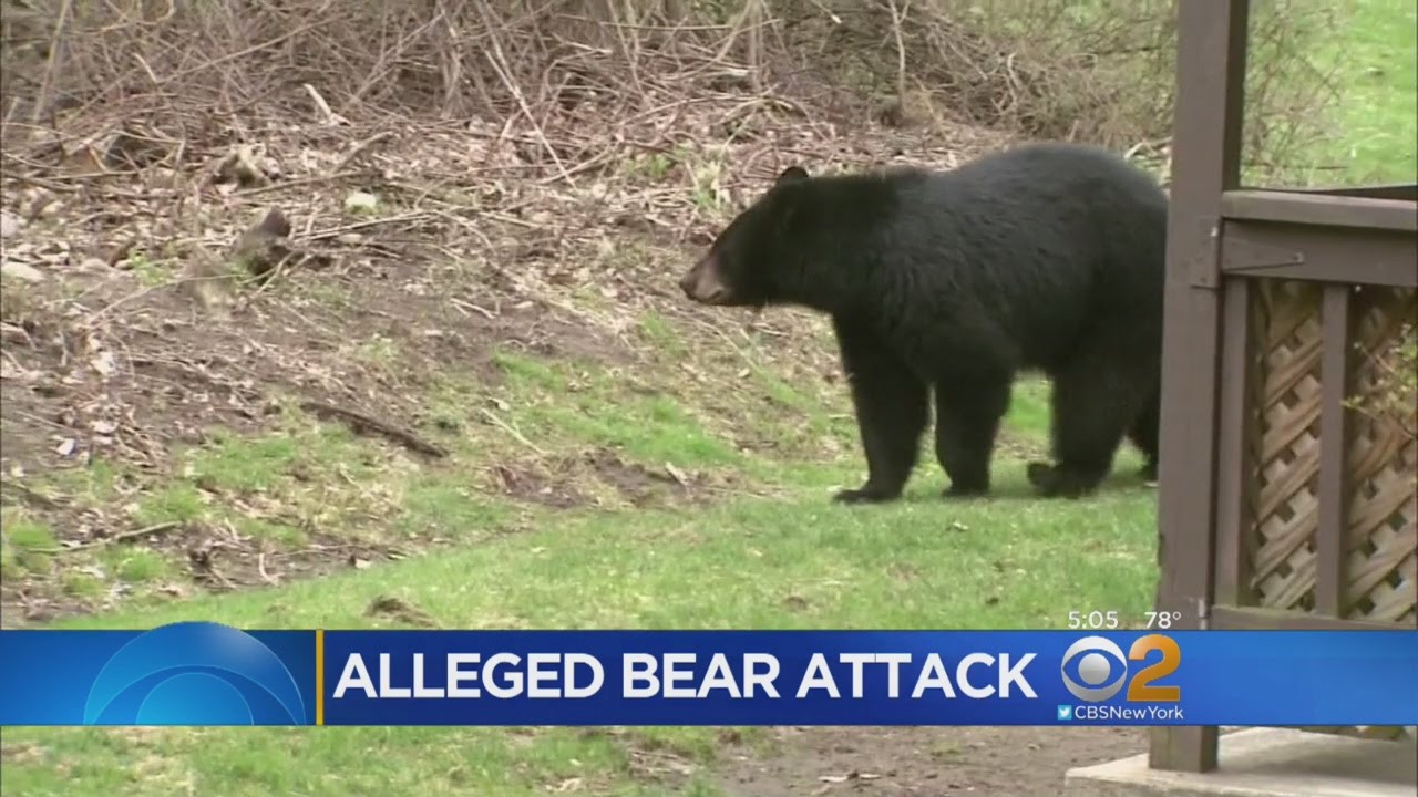 Did Bear Attack NJ Man? YouTube