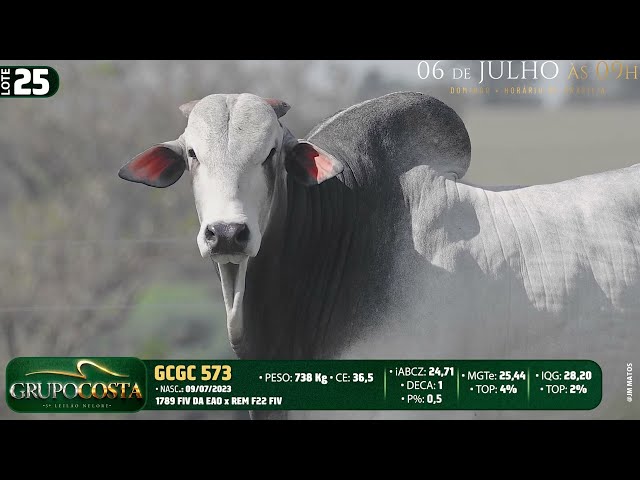 LOTE 25   GCGC 573