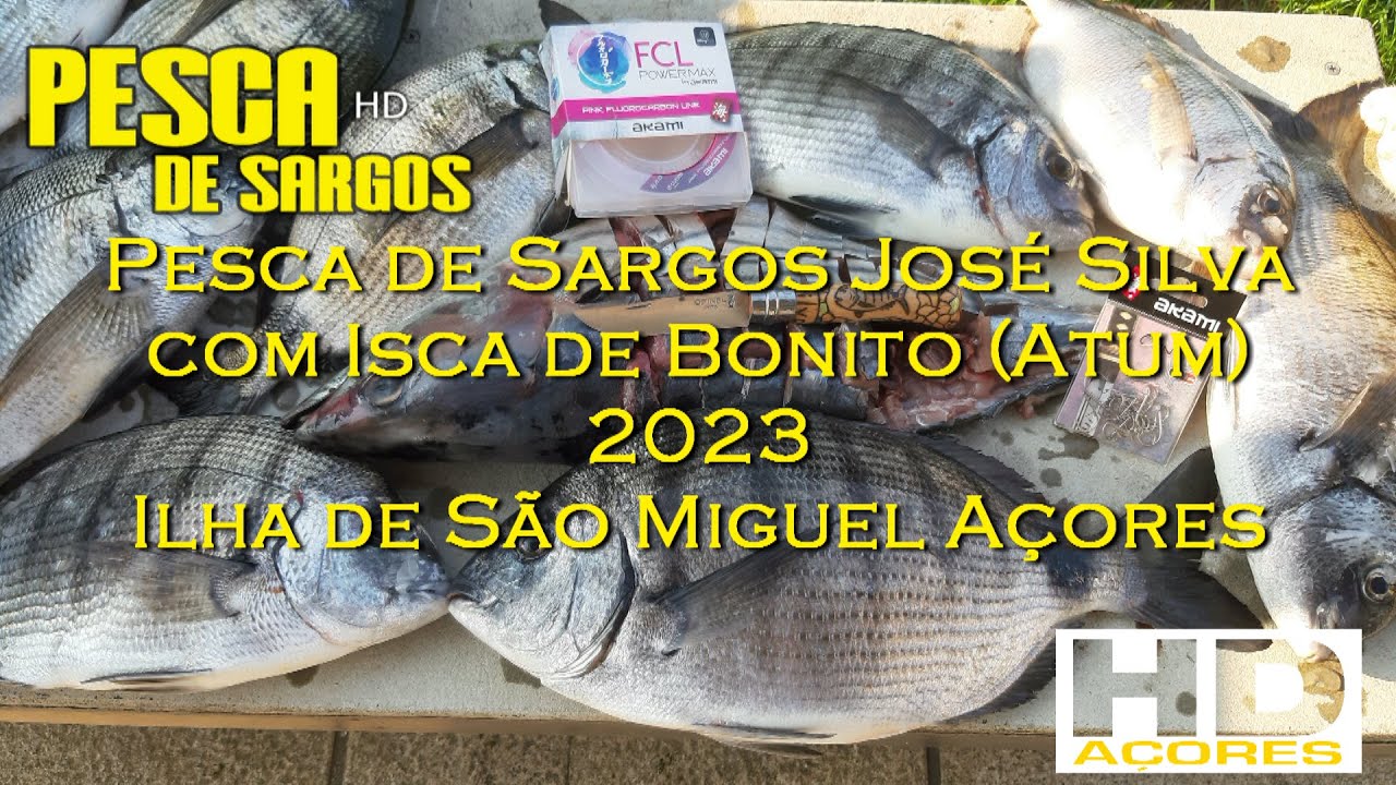 Pesca de sargos José Silva com Isca Bonito, em São Miguel Açores HD