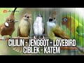 MASTERAN KOMBINASI CILILIN - JENGGOT - LOVEBIRD - CIBLEK - KAPAS TEMBAK