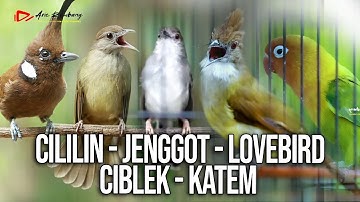 MASTERAN KOMBINASI CILILIN - JENGGOT - LOVEBIRD - CIBLEK - KAPAS TEMBAK