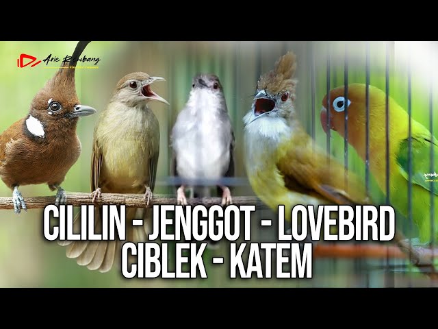 MASTERAN KOMBINASI CILILIN - JENGGOT - LOVEBIRD - CIBLEK - KAPAS TEMBAK class=