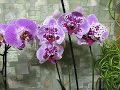 Как заставить орхидеи цвести-100%результат!.
