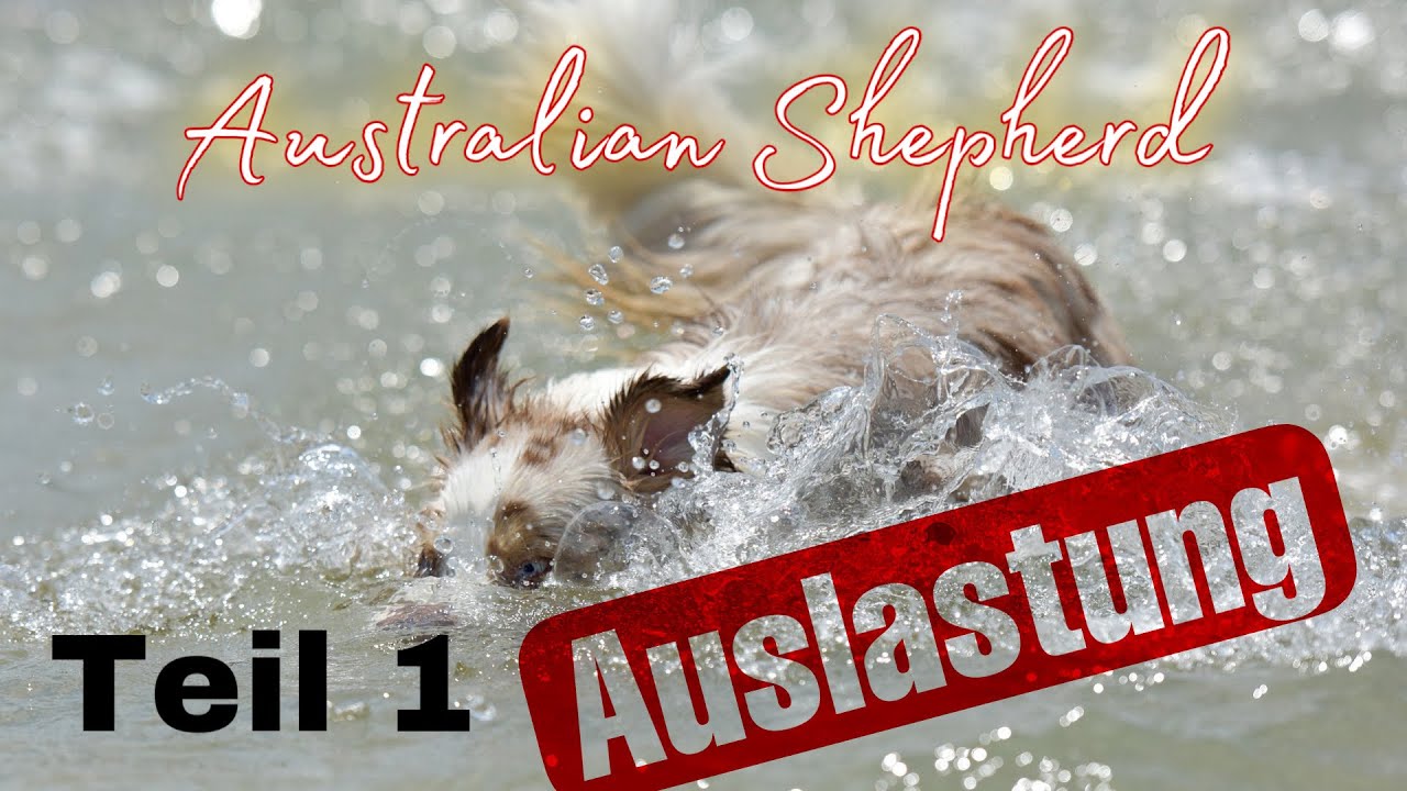 Ein Australian Shepherd braucht ständig Beschäftigung! // Rasseportrait // hundplusherz