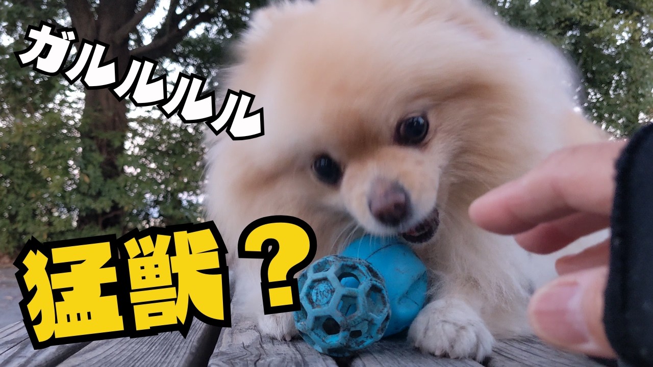 ボールを取られたくないポメラニアン