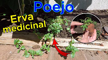 Como plantar mudas de poejo?