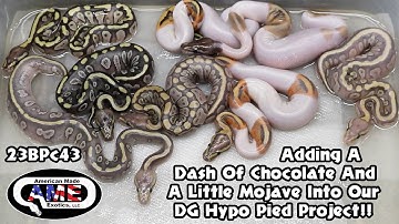 Adding A Dash Of Chocolate And A Little Mojave Into Our DG Hypo Pied Project!!! 23BPc43 AME